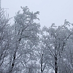 Grudzień 2008 - biały las