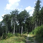 Sierpień 2009 szlak niebieski - kierunek od Prz. Tompadła na szczyt
