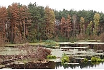 jezioro leśne w okolicach Rzepina
