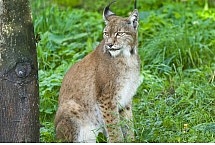 Ryś (Lynx lynx) - Cezary Korkosz