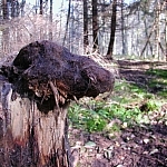 drapak - złamany pień drzewa, używany przez żubry do czochrania,
zeszlifowany od tego na "bursztyn", pokryty kłakami ich futra