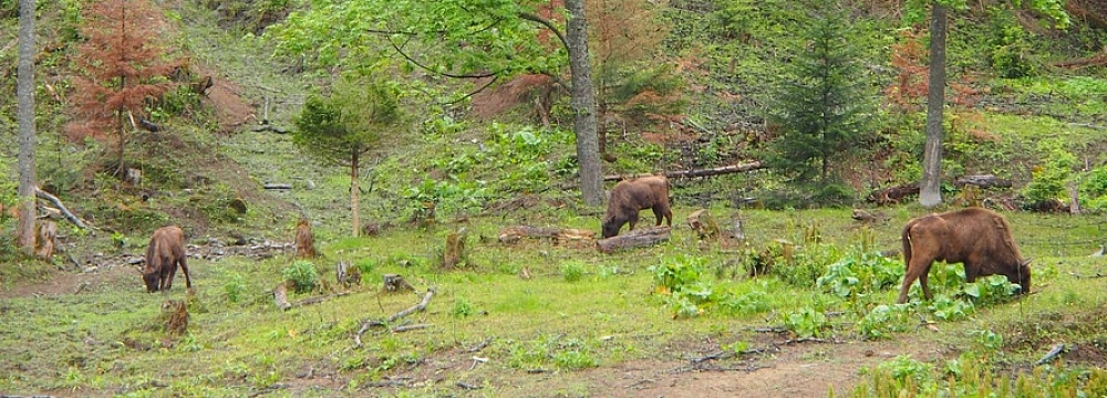 Żubr (Bison bonasus), foto: Rafał Szkopiński