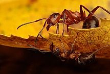 Formica polyctena - mrówka ćmawa (2)