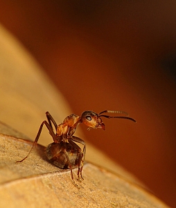 Formica polyctena - mrówka ćmawa (9)