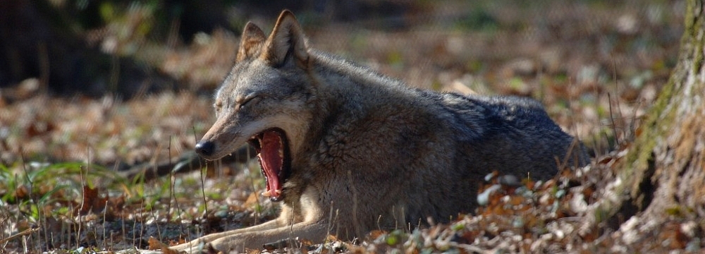 Wilk (Canis lupus). fot. Cezary Korkosz