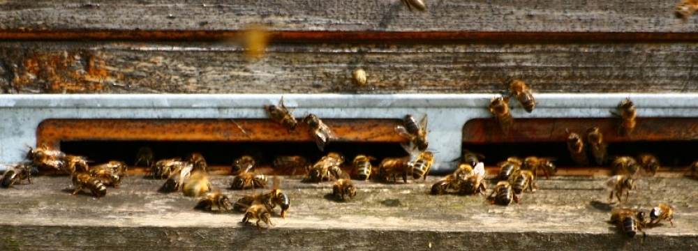 pszczoły, fot. Teresa Podgórska