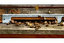 pszczoły, fot. Teresa Podgórska