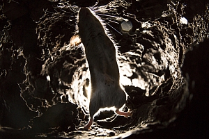 Wood Mouse (2) fot. Damian Kuzdak