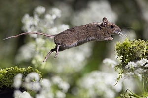 Wood Mouse, fot. Damian Kuzdak