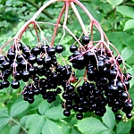 Owoce czarnego bzu, fot. Teresa Podgórska