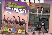 encyklopedia ptaków Matysiak