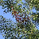 1-topola drżąca - przebarwiające się na czerwono liście, wrzesień