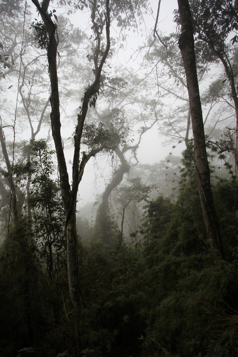 Bujny wielopiętrowy las mglisty