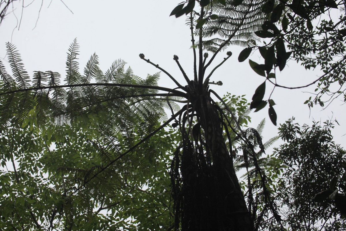 Drzewiaste paprocie są ważnym składnikiem lasu mglistego