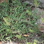 Pieprzyca (Lepidium) w pobliżu chodnika