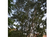 1-drzewa -podwórko (26)-001