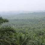 Po horyzont plantacja palmy