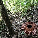 Rafflesia arnoldii.
