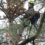 Montaż sztucznego gniazda na drzewie (fot. A. Traczyk)